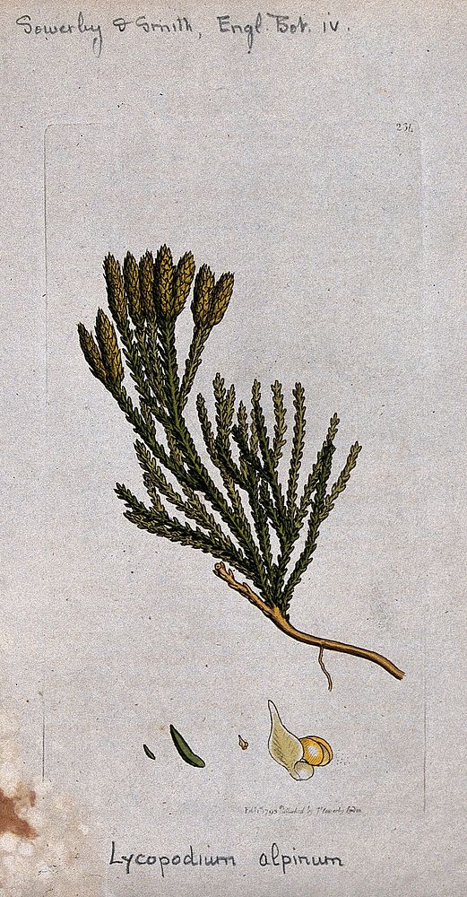 A clubmoss (Lycopodium alpinum): fertile leafy stem and segments of sporangia. Coloured engraving after J. Sowerby, 1795.