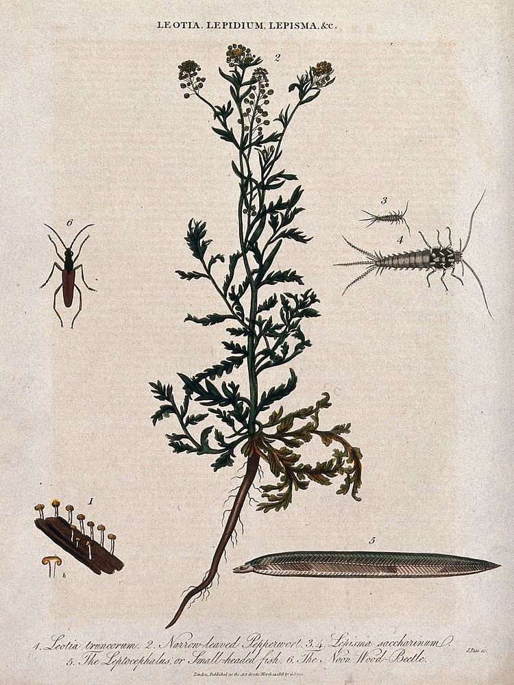 A flowering pepperwort plant (Lepidium species) with a cup fungus, two silverfish, a fish larva and wood-beetle. Coloured…