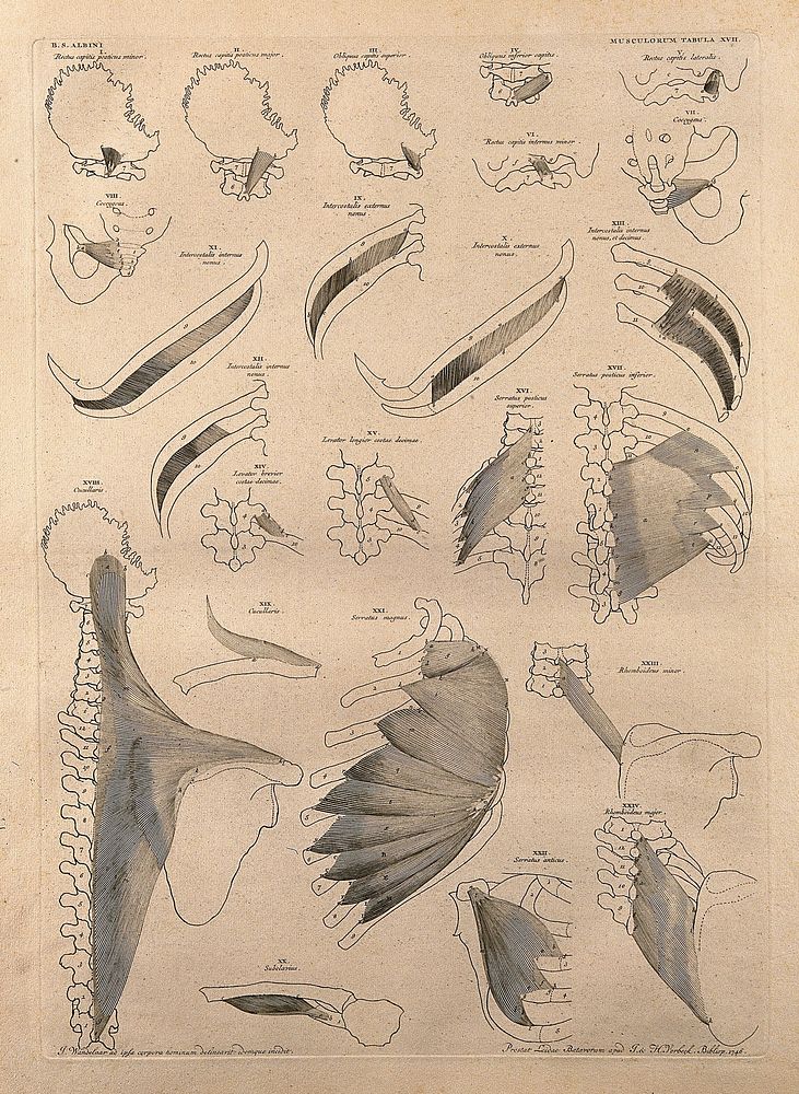 Muscles and bones of the neck, pelvis and trunk: twenty-four figures. Line engraving by J. Wandelaar, 1746.