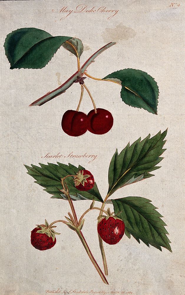 A cherry (Prunus cultivar) and strawberry (Fragaria cultivar): fruiting stems. Coloured etching, c. 1789.