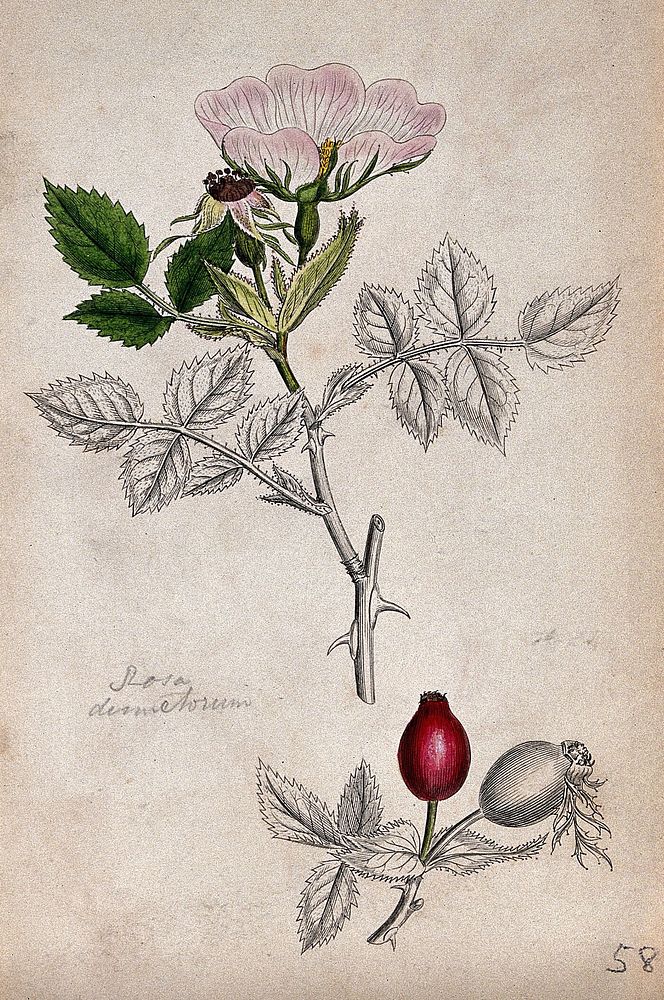 A wild rose (Rosa dumetorum): flowering and fruiting stems. Coloured engraving, c. 1829, after J. Sowerby.