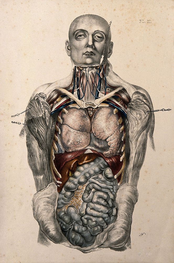 The body of a standing man with his head shaved and his trunk dissected to reveal the viscera. Coloured lithograph by…