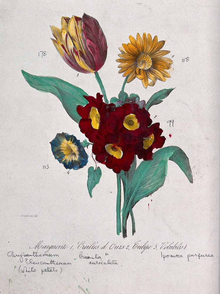 Four flowers: a chrysanthemum, an auricula, a tulip and a morning glory. Coloured lithograph, c. 1850, after Guenébeaud.