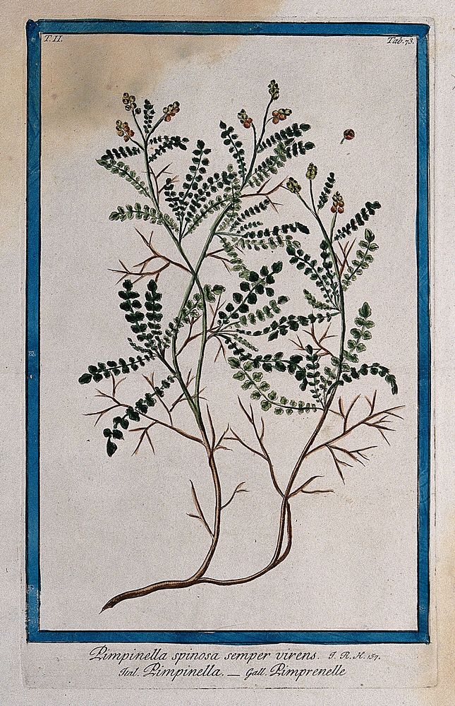 Burnet (Sanguisorba sp.): fruiting stems rising from woody stock with separate fruit. Coloured etching by M. Bouchard, 1774.