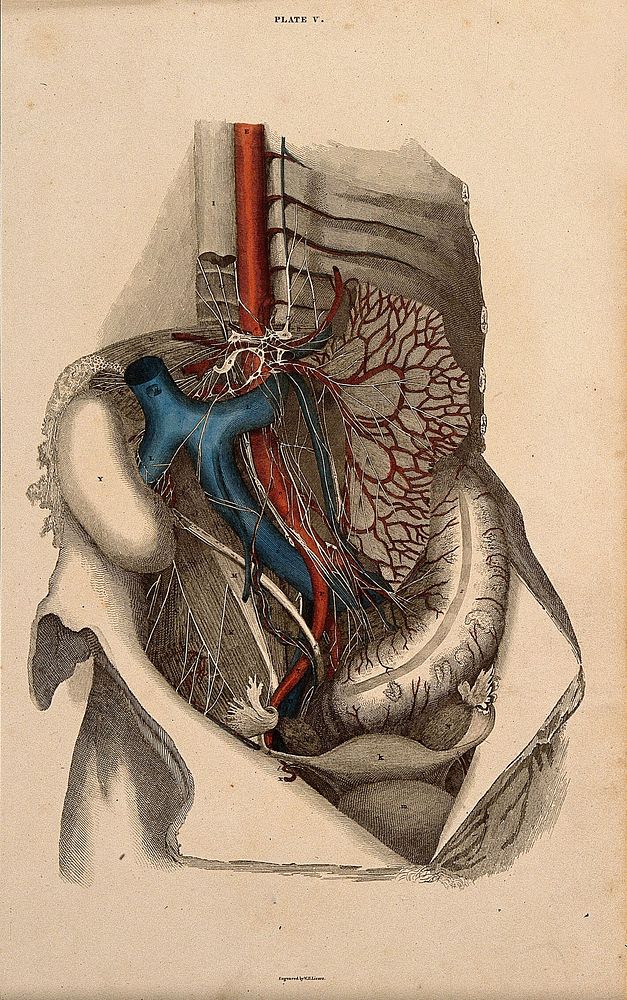 Female pelvis: dissection, with blood-vessels and nerves indicated in red and blue. Coloured line engraving by W.H. Lizars…