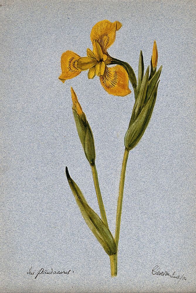 Yellow flag (Iris pseudacorus): flowering stem. Watercolour, 1904.