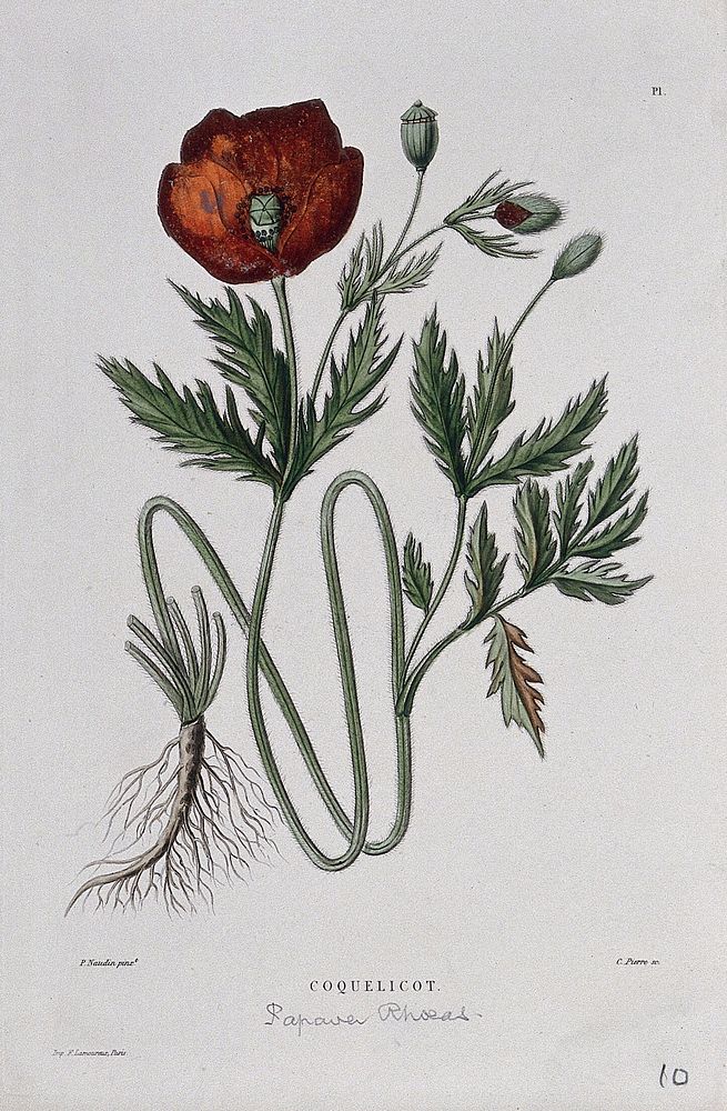 Red poppy (Papaver rhoeas): entire flowering plant. Coloured etching by C. Pierre, c. 1865, after P. Naudin.