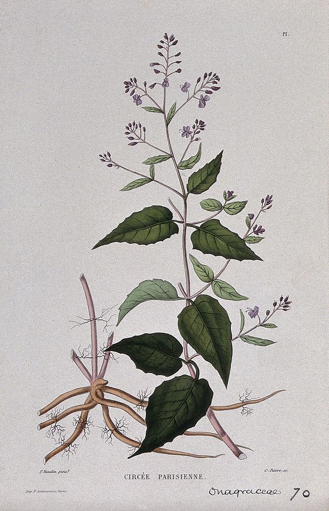 Enchanter's nightshade (Circaea lutetiana): entire flowering plant. Coloured etching by C. Pierre, c. 1865, after P. Naudin.
