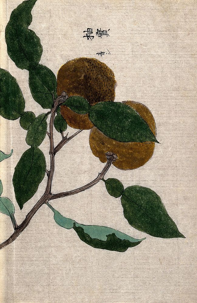 Yuzu orange plant (Citrus species): branch with two fruit. Watercolour.