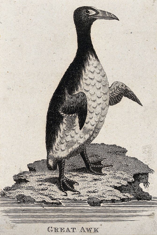 A great auk. Etching.