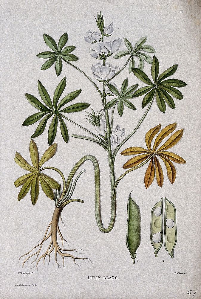 White lupin (Lupinus albus): entire flowering plant with pod. Coloured etching by C. Pierre, c. 1865, after P. Naudin.