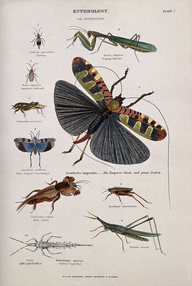 Ten insects, including the earwig, cockroach, grasshopper, praying mantis, cricket and mole cricket. Coloured engraving by…