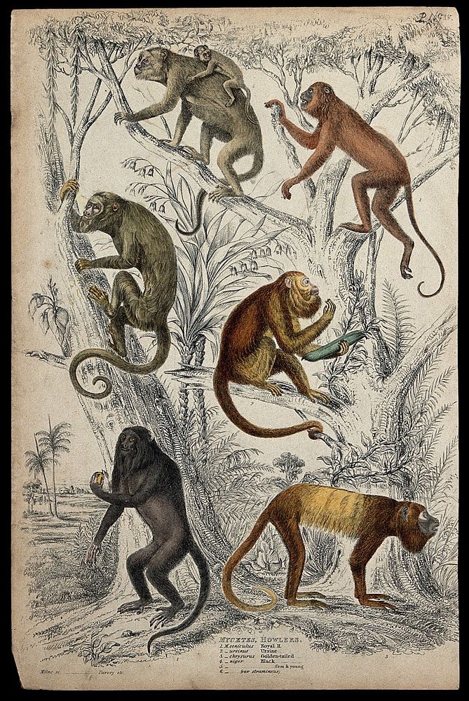Six different specimen of the genus Mycetes (howler monkey) shown in their natural habitat. Coloured etching by S. Milne and…