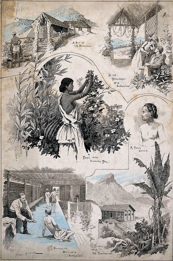 Six scenes from a Tamil village and neigbouring tea plantation. Coloured pen and ink drawing by J.P. Gulich, c. 1889.