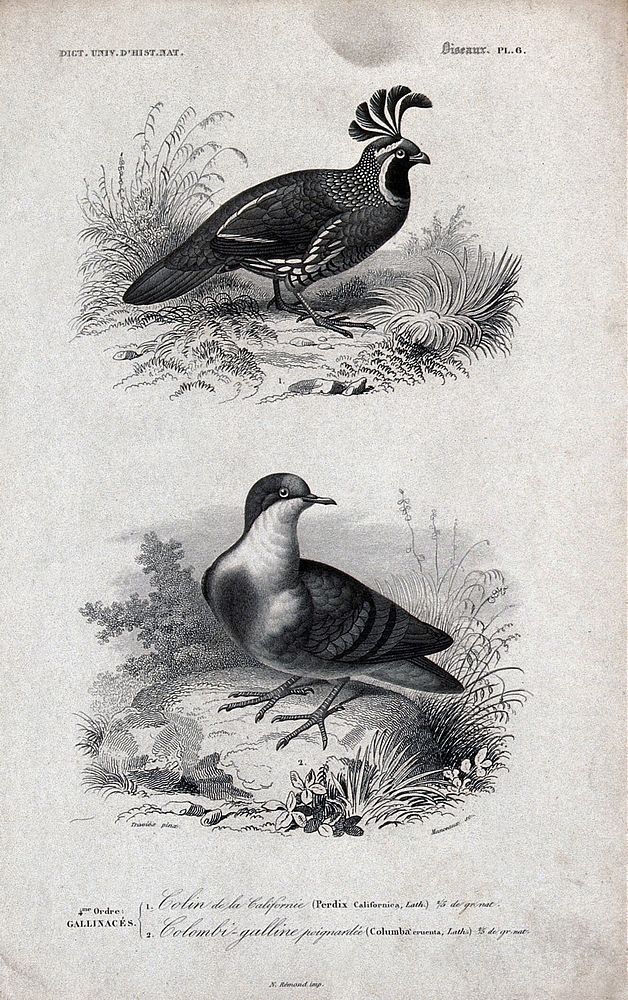 Above, a partridge (perdix californica); below, a pigeon (columba cruenta). Engraving by Manceaux after E. Traviès.