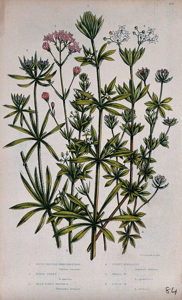Six flowering plants, including bedstraw (Galium tricorne), goosegrass (Galium aparine) and woodruff (Galium odoratum).…