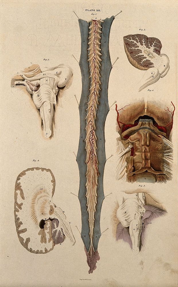 Brain and spinal cord: six figures showing various portions. Coloured line engraving by W.H. Lizars, ca. 1826.