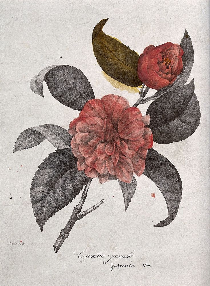 A camellia (Camellia japonica var.): flowering stem. Coloured lithograph, c. 1850, after Guenébeaud.