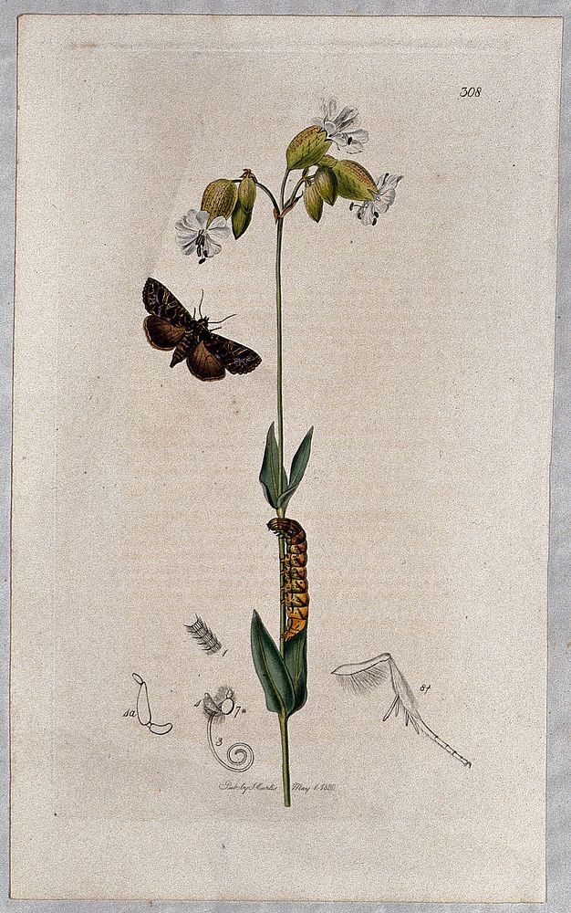 A campion plant (Silene cucubalus) with an associated moth, its caterpillar and its abdominal segments. Coloured etching, c.…