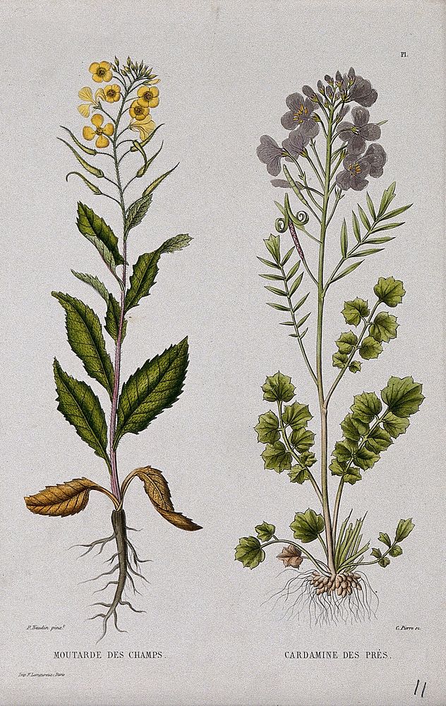 Charlock (Sinapsis arvensis) and cuckoo flower (Cardamine pratensis): entire flowering plants. Coloured etching by C.…