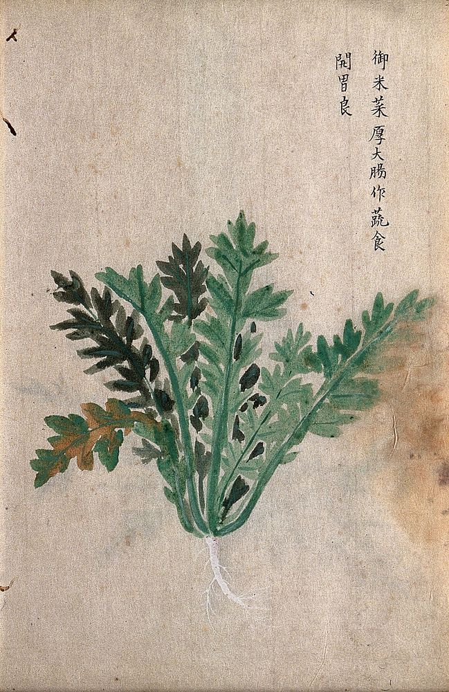 A radish (Raphanus species): root and leaves. Watercolour.