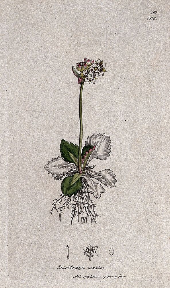 Saxifrage or rockfoil (Saxifraga nivalis): flowering plant and floral segments. Coloured engraving after J. Sowerby, 1797.