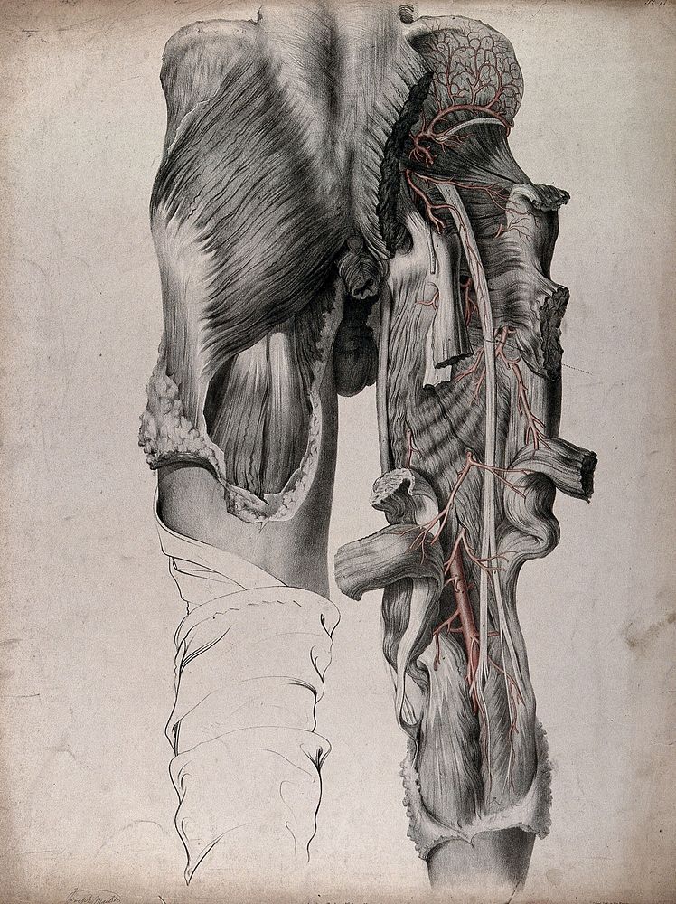 The circulatory system: dissection of the buttocks and thighs of a man, seen from behind, with blood vessels indicated in…