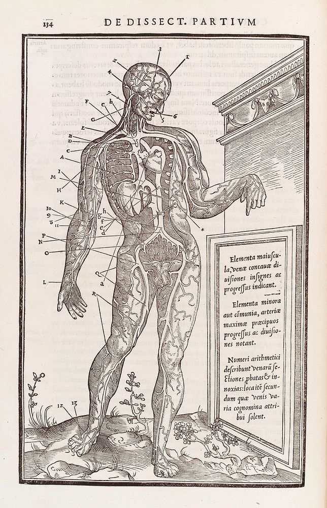 Anatomical figure displaying the anterior veins of the body
