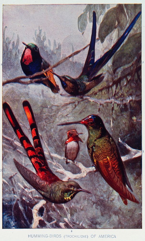 Five types of humming bird from America. Colour halftone print.