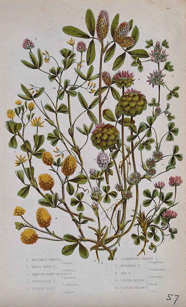 Ten flowering plants, all types of trefoil or clover (Trifolium species). Chromolithograph by W. Dickes & co., c. 1855.
