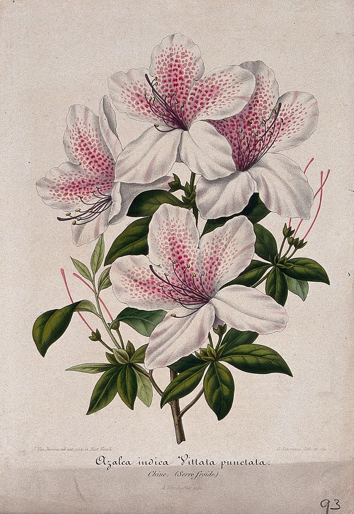 An Indian azalea (Rhododendron cultivar): flowering stem. Chromolithograph by G. Severeyns, c. 1854, after J. Vandamme.