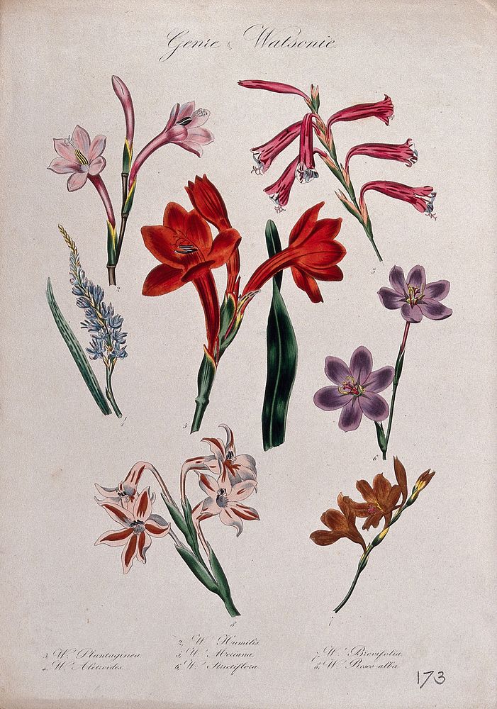 Seven plants, all species of the genus Watsonia: flowering stems. Coloured lithograph.