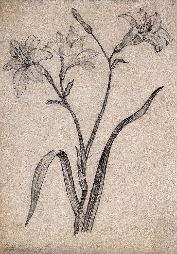 A lily: flowering stem and leaves. Pencil drawing.