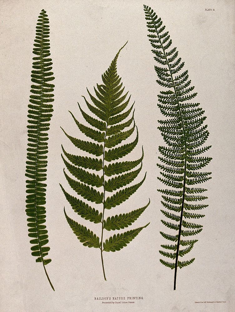 Three fern fronds. Chromolithograph after a nature print.