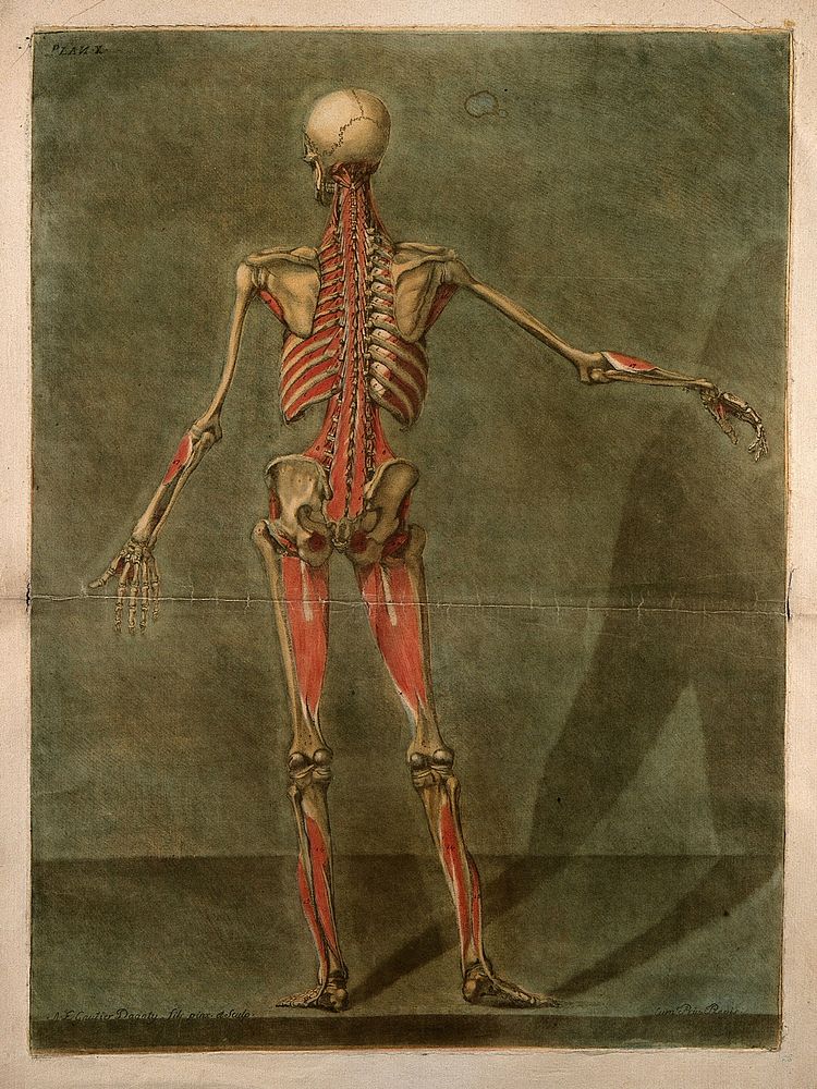 A standing écorché figure, seen from behind, showing the fourth layer of the muscles. Colour mezzotint by A. E. Gautier…