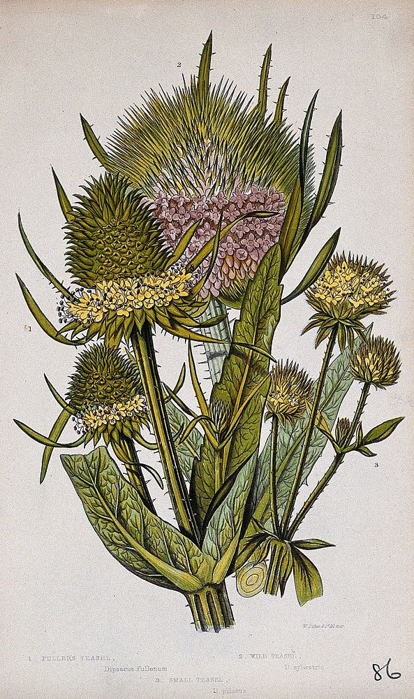 Three flowering plants, including teasel or fuller's teasel (Dipsacus sativus). Chromolithograph by W. Dickes & co., c. 1855.
