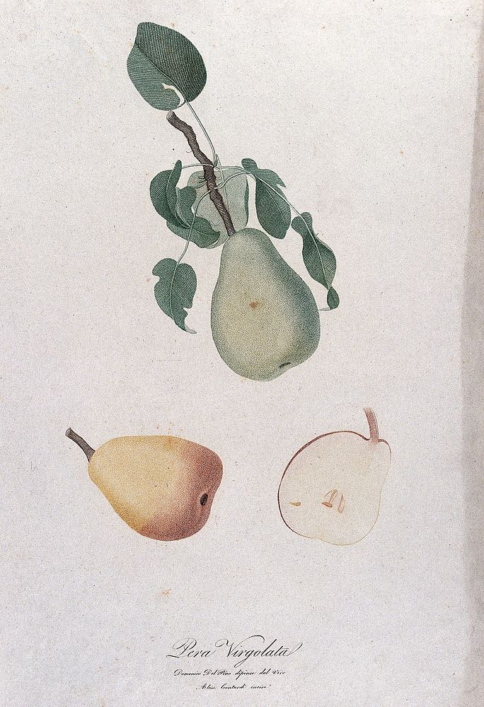 Pear (Pyrus species): fruiting branch with sections of fruit. Colour stipple engraving by A. Contardi, c. 1817, after D. del…