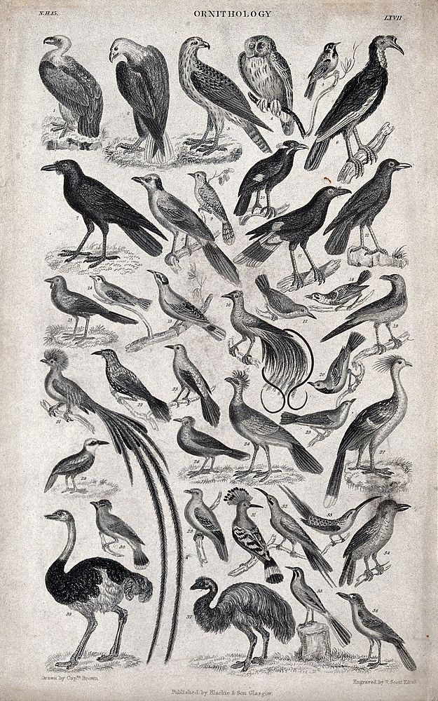 A table with 36 different birds. Engraving by R. Scott after Captain T. Brown.