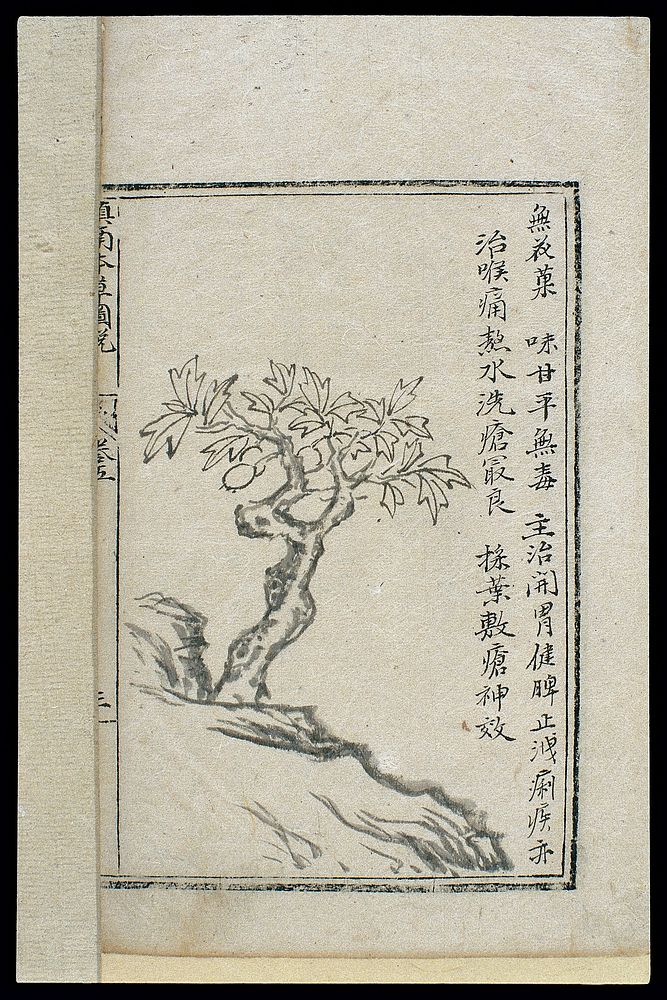 Ming herbal (painting): Fig