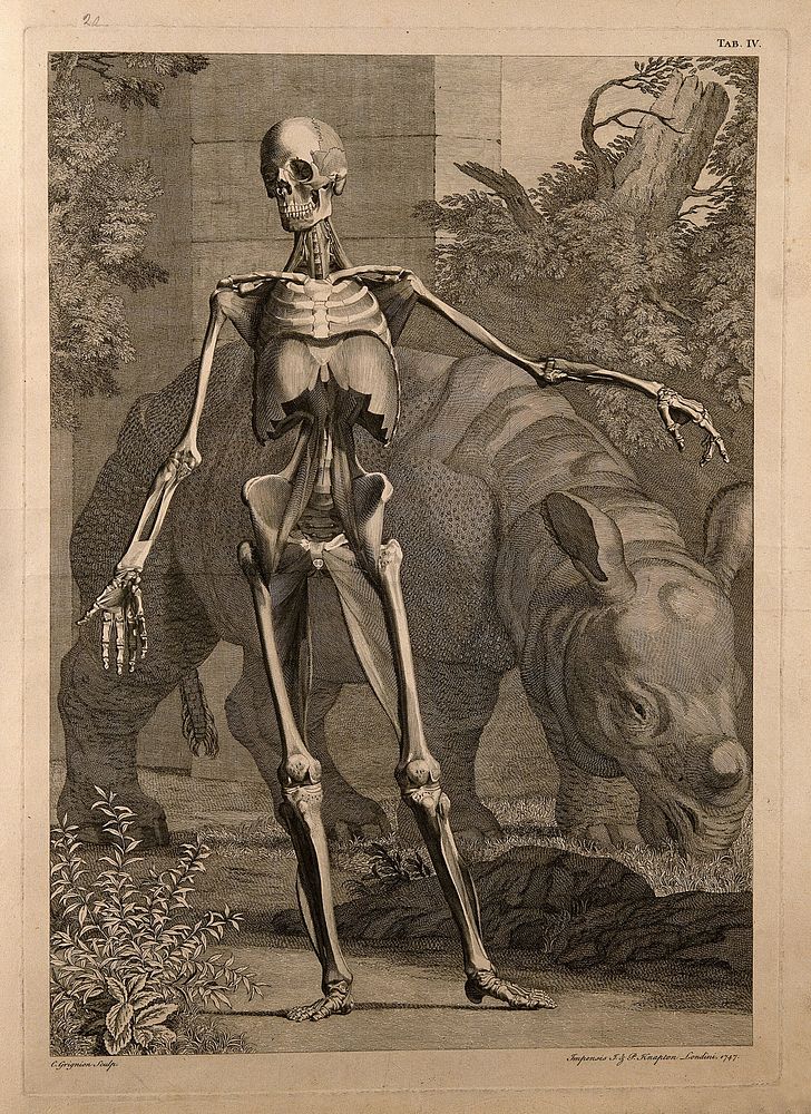 An écorché figure, front view, with left arm extended, showing the bones and the fourth order of muscles, with a grazing…