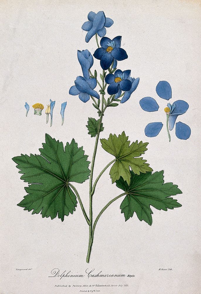 A plant (Delphinium cashmerianum Royle): flowering stem with floral segments. Coloured lithograph by M. Gauci, c. 1833…