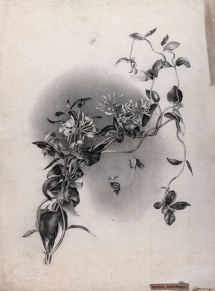 Honeysuckle (Lonicera species): flowering stem. Pencil drawing.