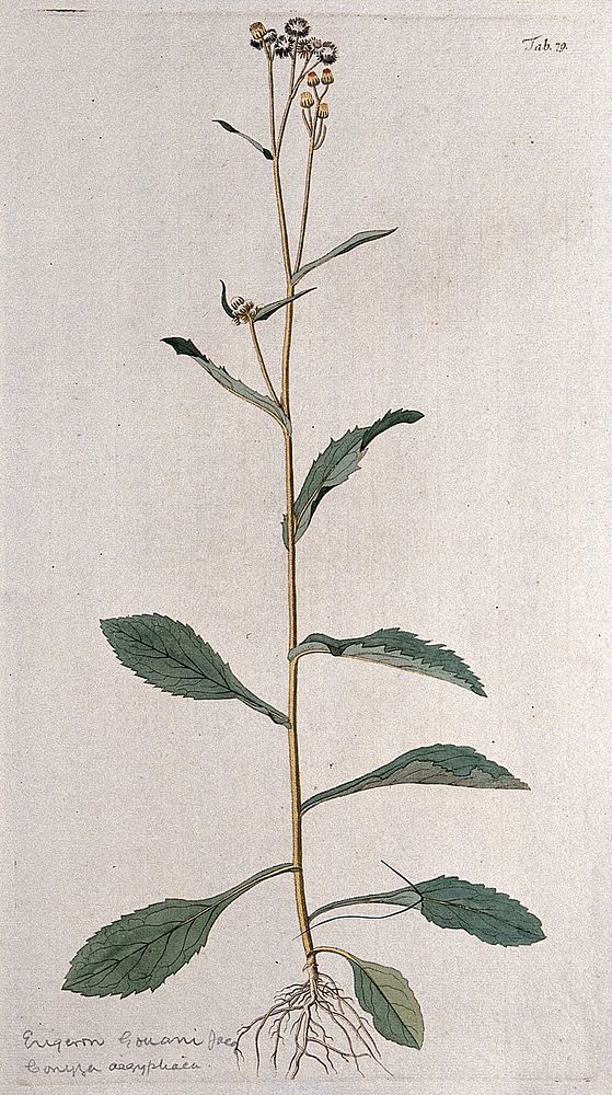 Fleabane (Erigeron sp.): flowering and fruiting stem. Coloured engraving after F. von Scheidl, 1776.