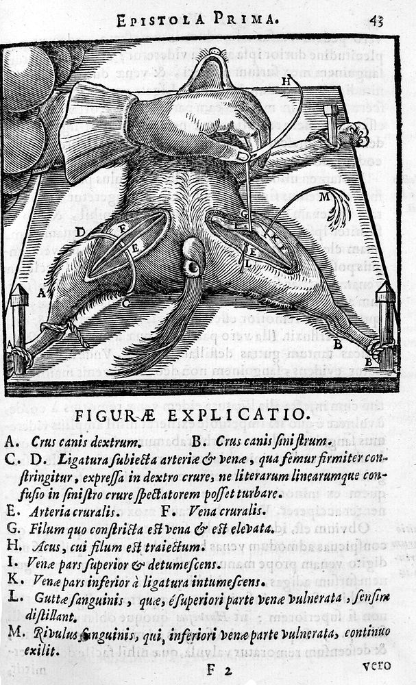 J. Walaeus, Dissection of dog from W. Harvey, 1647