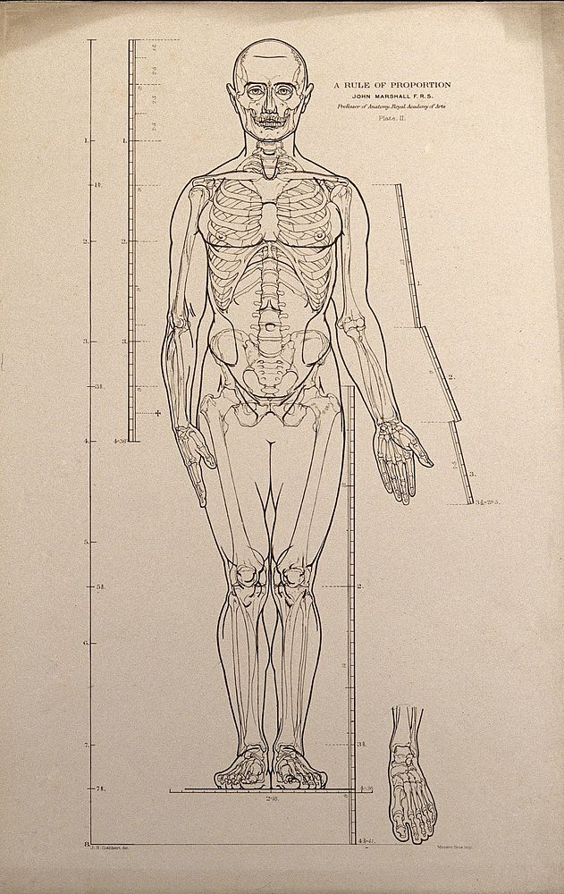 Standing male figure, front view, with scales of proportion: illustration shows the skeleton and outline of the body and…