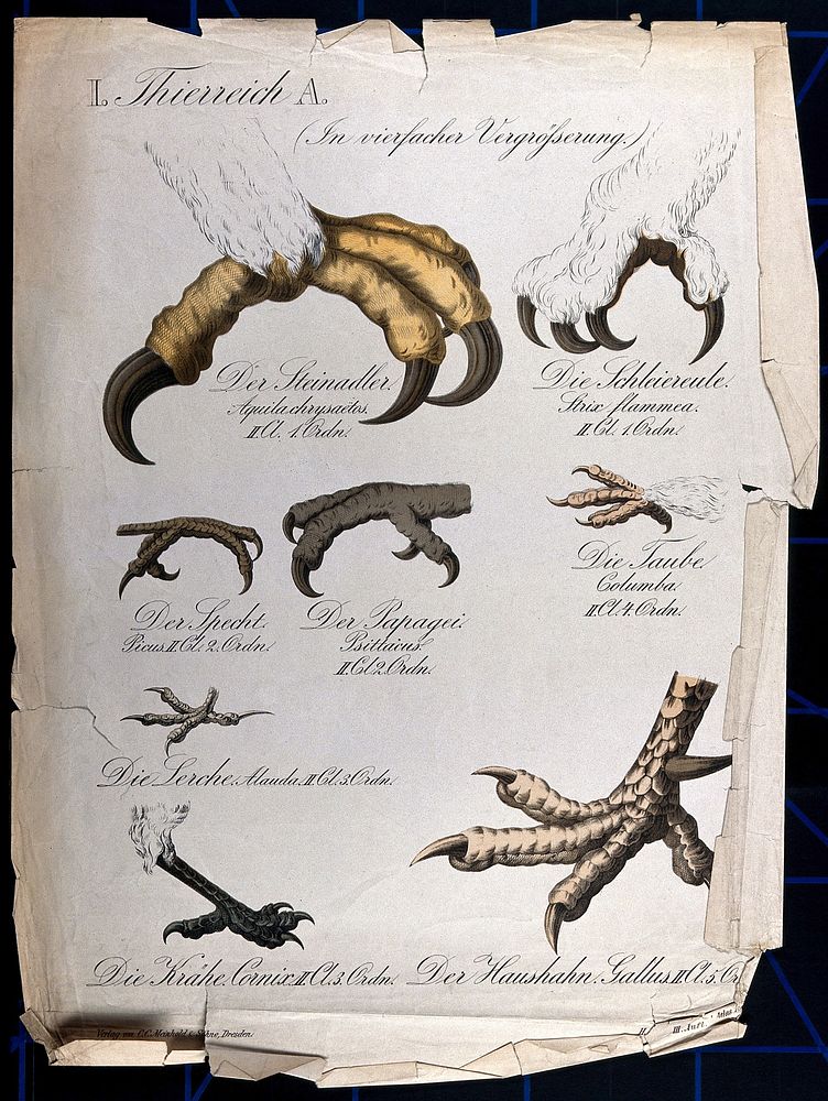 Birds' claws: eight figures, including the claws of a golden eagle, a barn owl, a woodpecker, a parrot, a pigeon, a lark, a…