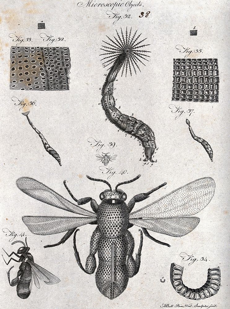 Microscopy: diagrams illustrating insects and parts of insects. Engraving by A. Bell.
