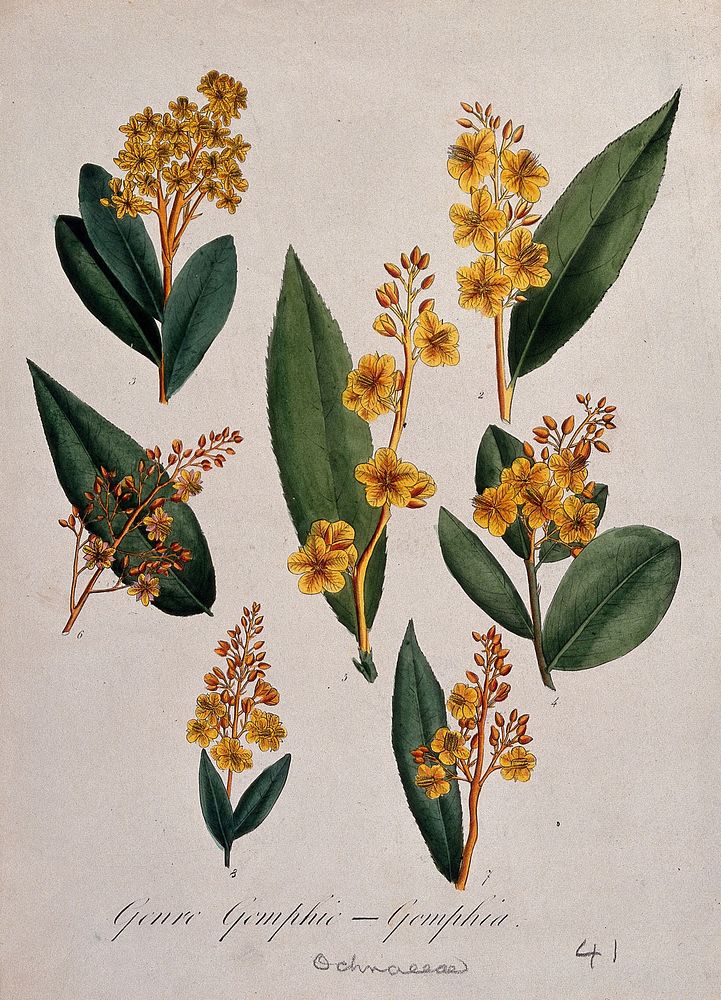 Seven tropical flowering plants, all species of the genus Gomphia. Coloured lithograph.