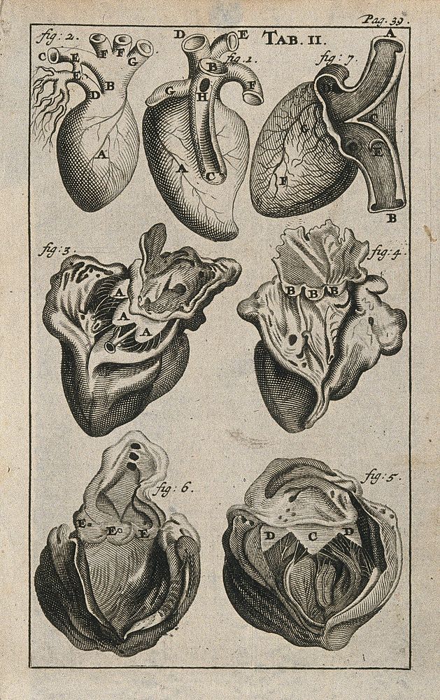 The anatomy of the heart. Engraving, 1686.