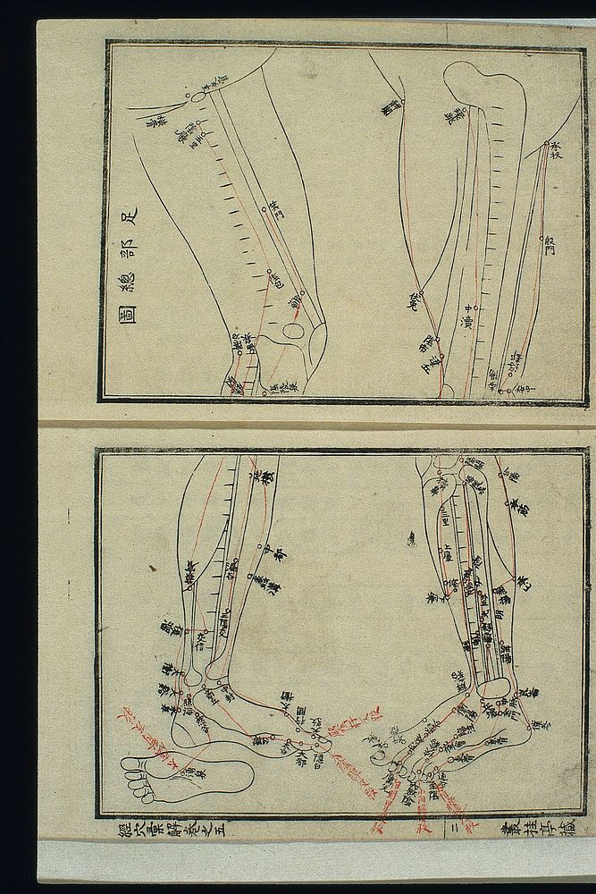 Acu-moxa chart: Channels and acupoints of the leg and foot